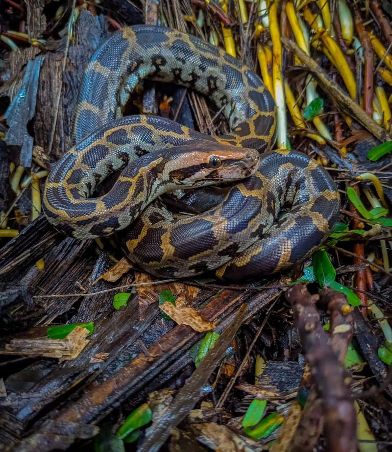 Indian Rock Python