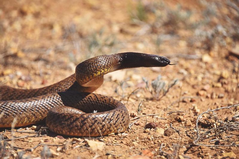 Inland Taipan