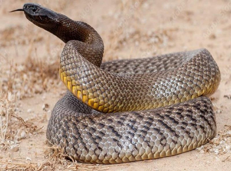 Inland Taipan