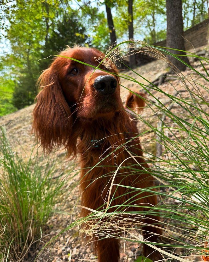 Irish Setter