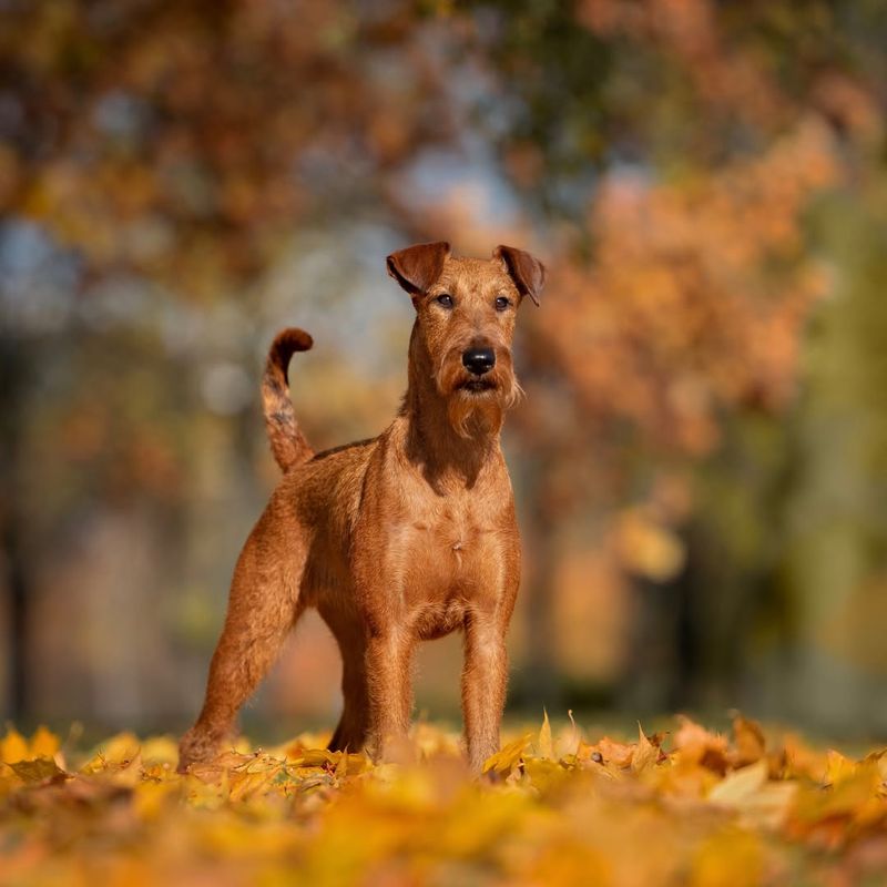 Irish Terrier