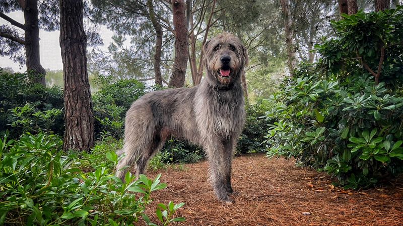 Irish Wolfhound