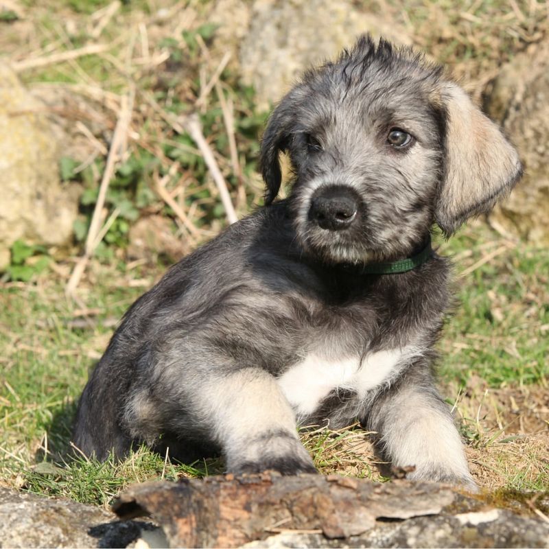 Irish Wolfhound