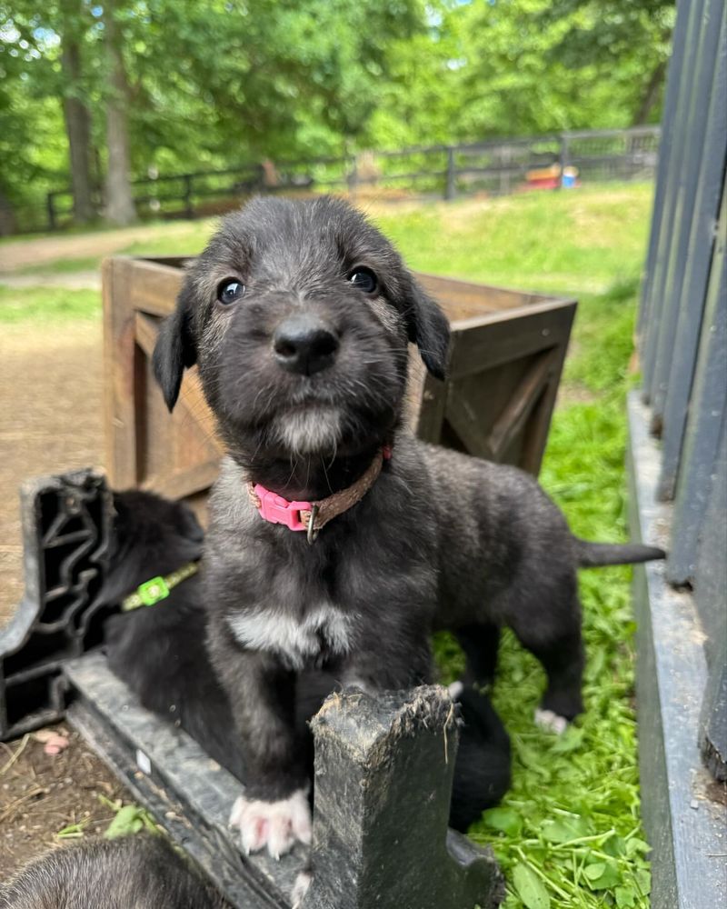 Irish Wolfhound