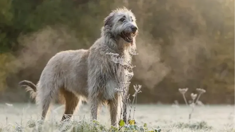 Irish Wolfhound