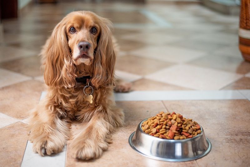 Is Your Dog Anxious? Look Out for These 10 Warning Signs