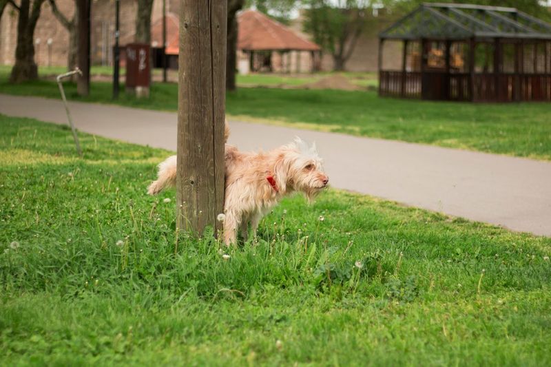 Is Your Dog Anxious? Look Out for These 10 Warning Signs