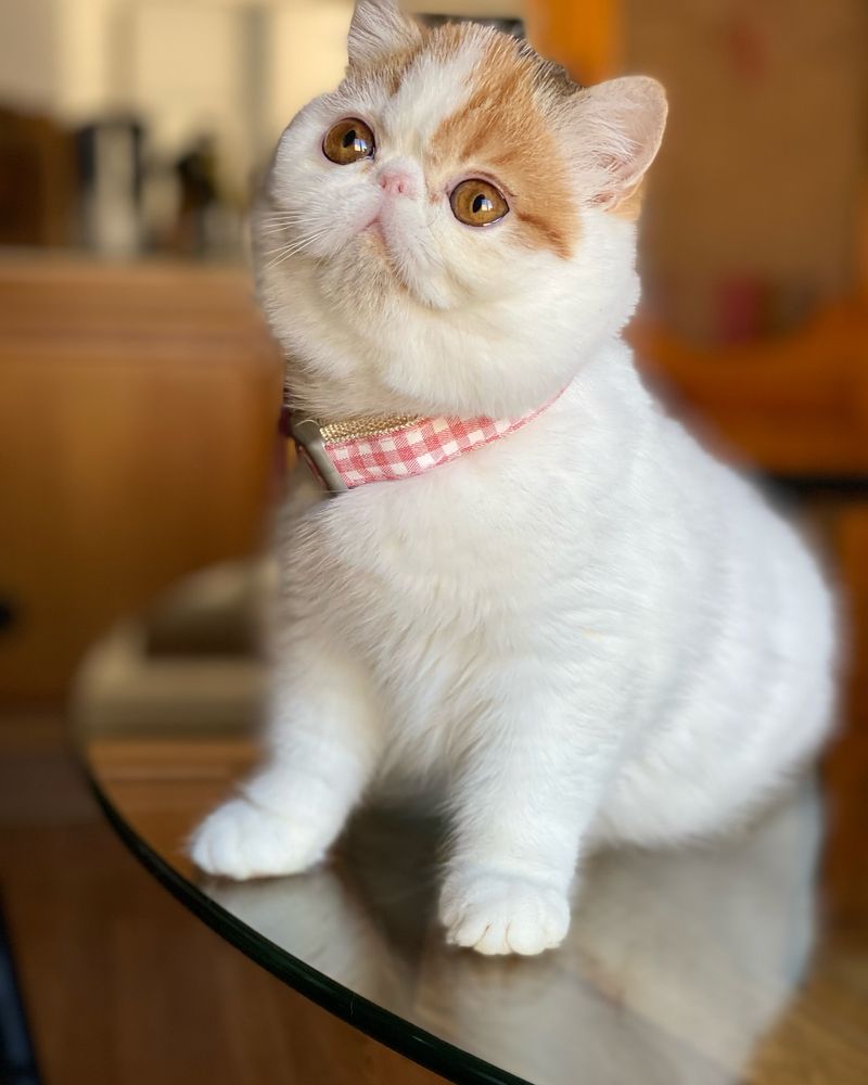 Is an Exotic Shorthair Right for You? 5 Reasons to Love Them and 5 to Think Twice