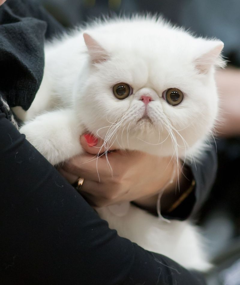 Is an Exotic Shorthair Right for You? 5 Reasons to Love Them and 5 to Think Twice