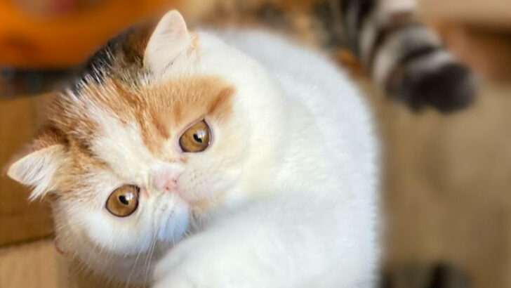 Is an Exotic Shorthair Right for You? 5 Reasons to Love Them and 5 to Think Twice