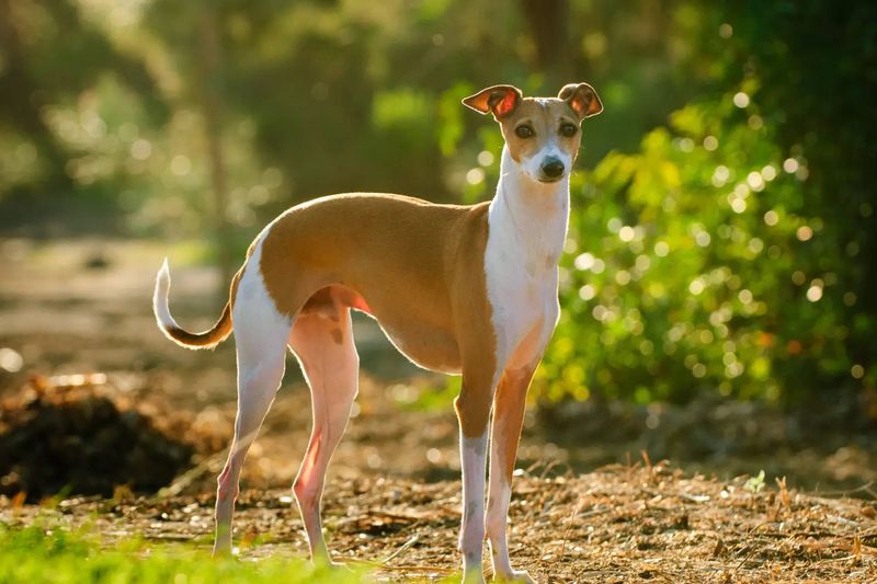 Italian Greyhound