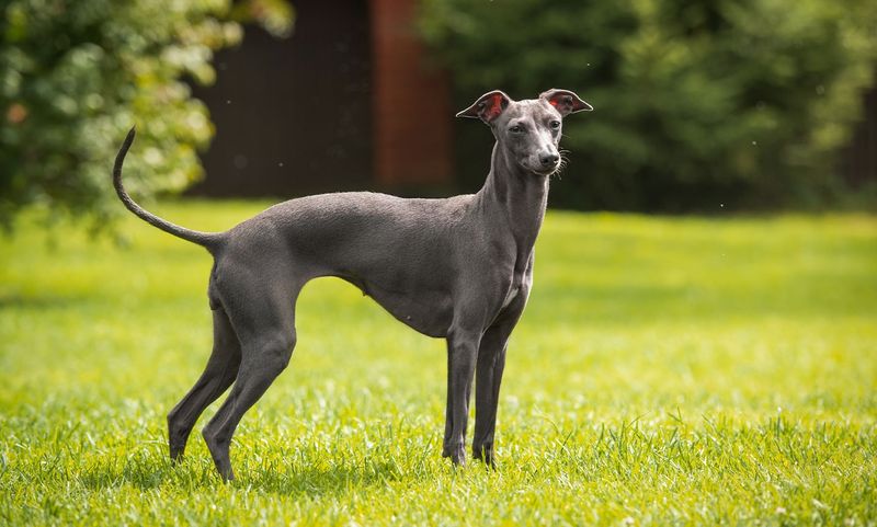 Italian Greyhound