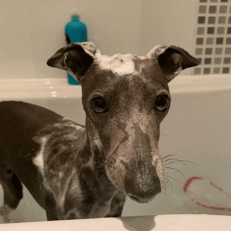 Italian Greyhound