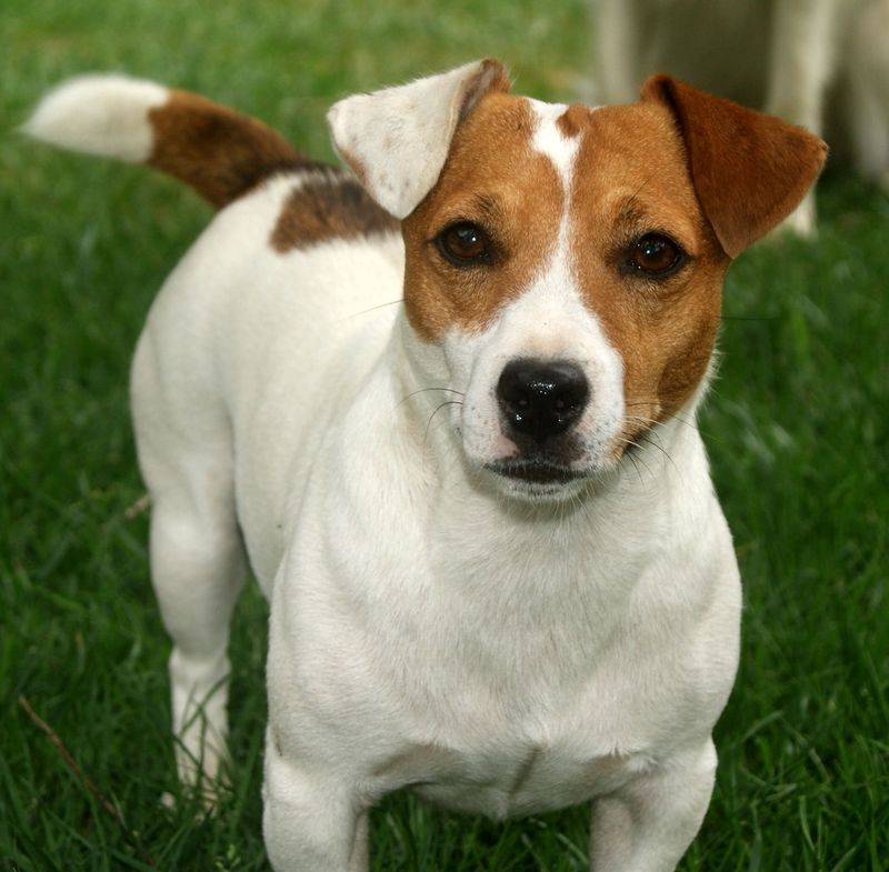 Jack Russell Terrier