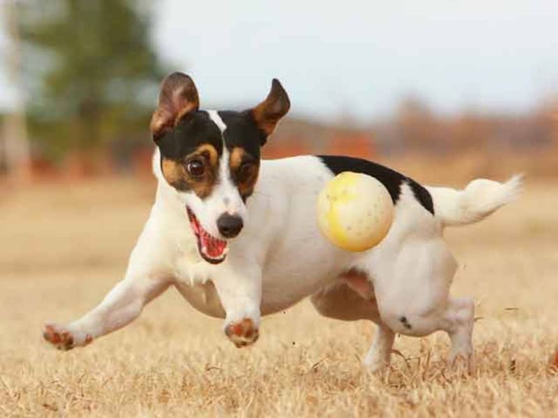 Jack Russell Terrier