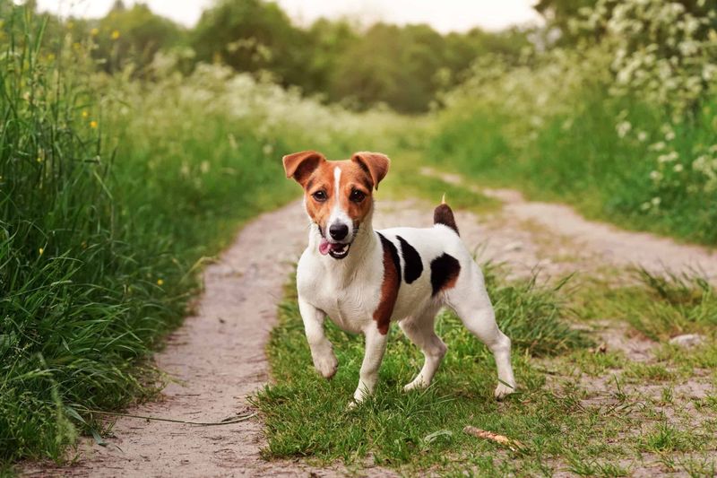 Jack Russell Terrier