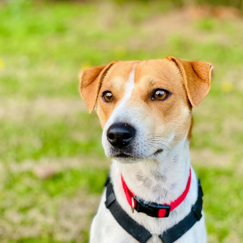 Jack Russell Terrier