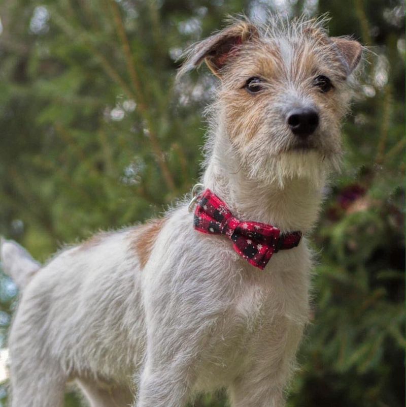 Jack Russell Terrier (Wire-Haired)