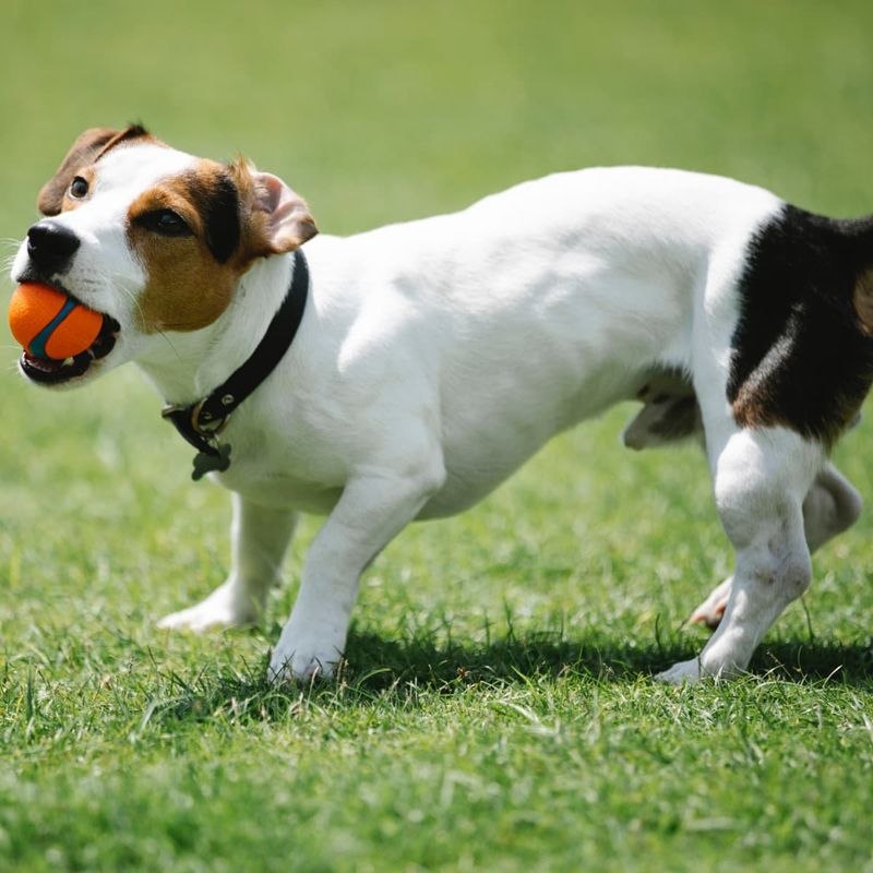 Jack Russell Terrier