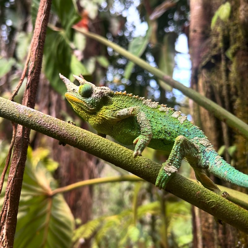 Jackson's Chameleon