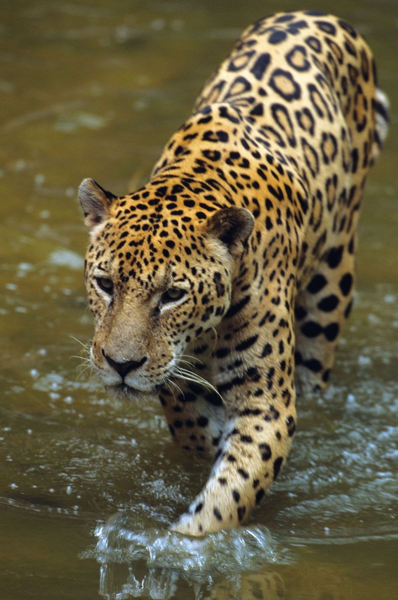 Jaguar