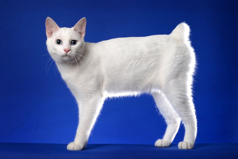 Japanese Bobtail