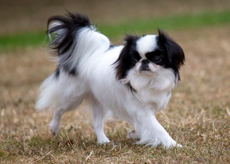 Japanese Chin