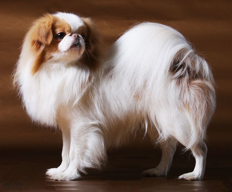 Japanese Chin