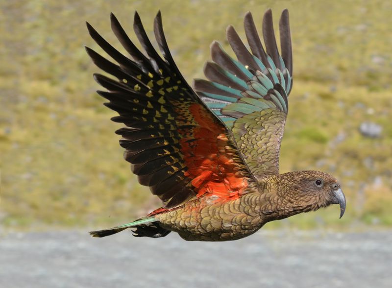 Kea