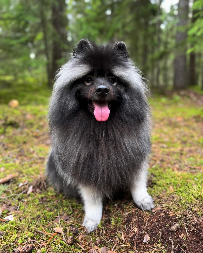 Keeshond