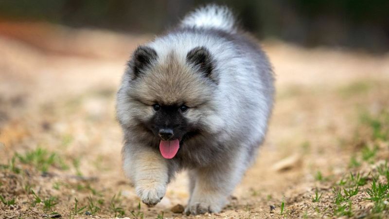 Keeshond