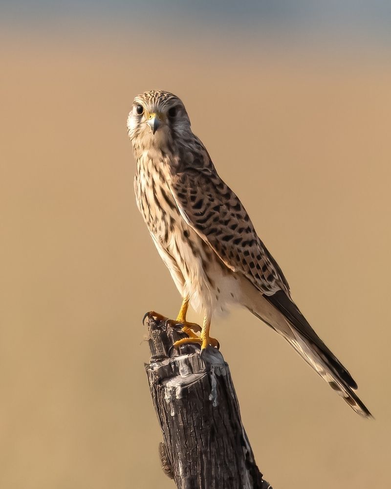 Kestrel