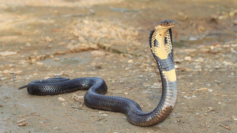 King Cobra