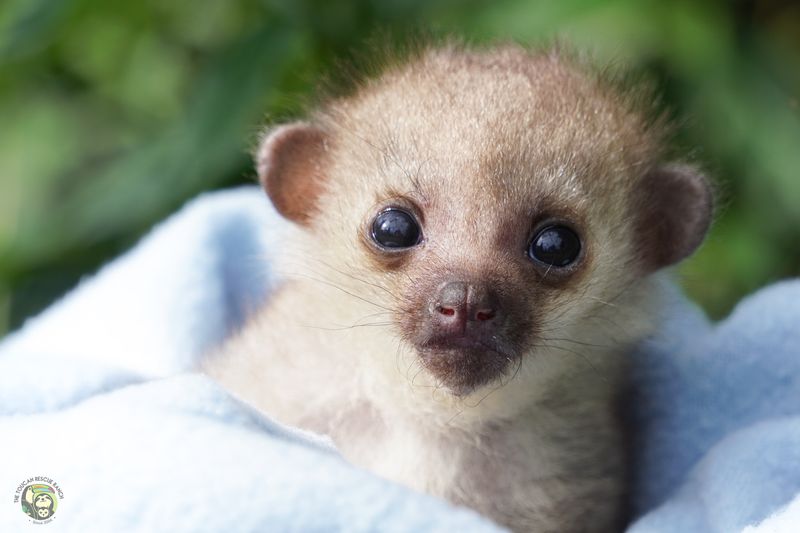 Kinkajou