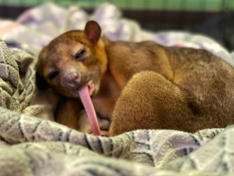 Kinkajou