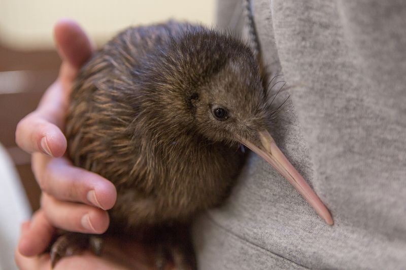 Kiwi