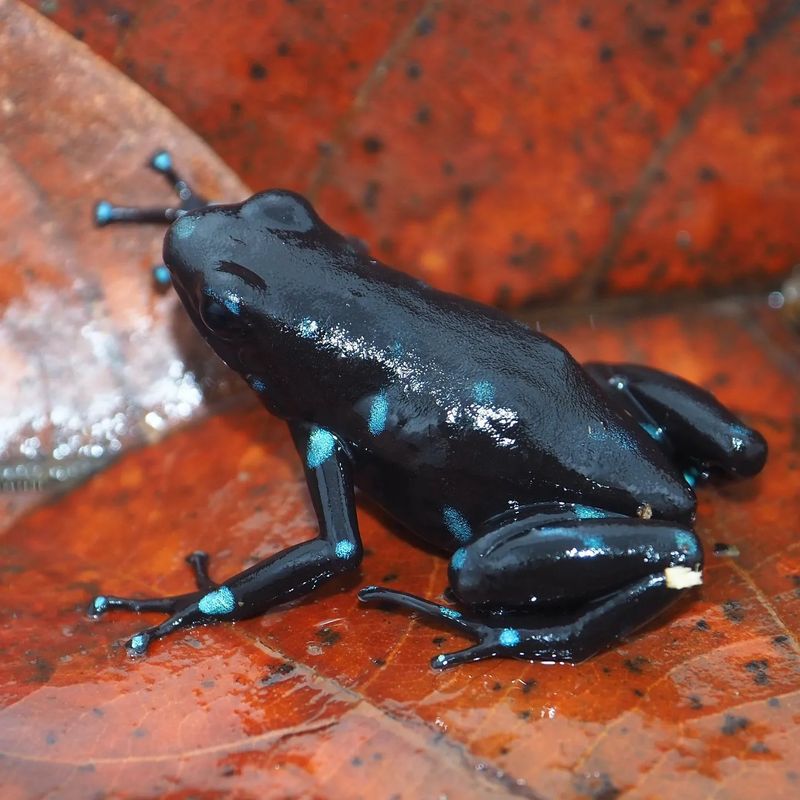 Kokoe Poison Dart Frog