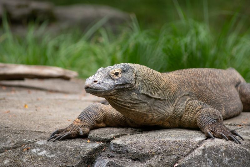 Komodo Dragon