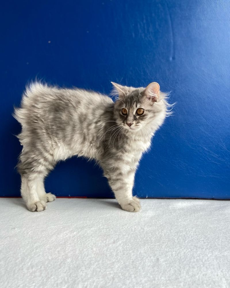 Kurilian Bobtail