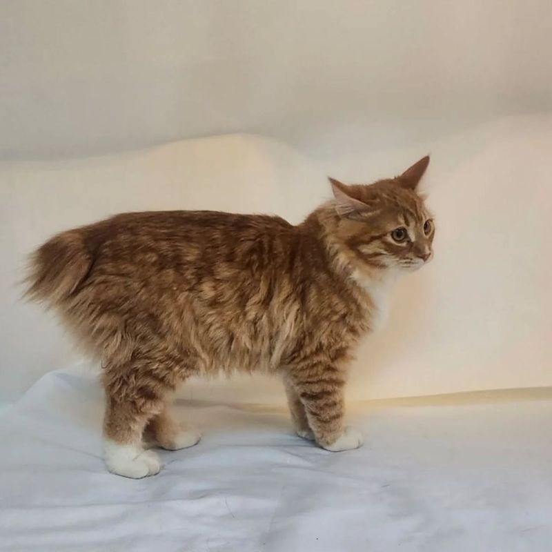 Kurilian Bobtail