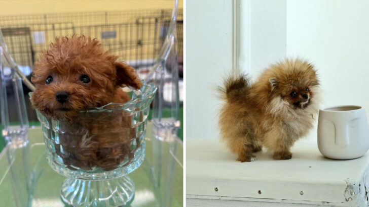 Pocket-Sized Pups, 13 Teacup Breeds You’ll Love