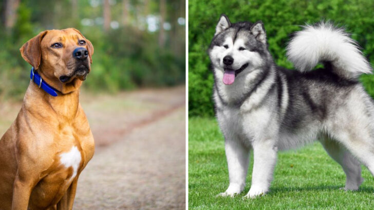 10 Dog Breeds You Should Be Cautious With Around Other Pets