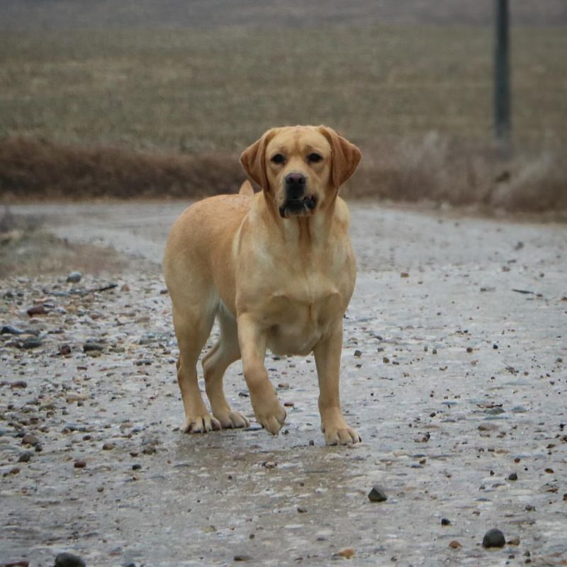 Labrador Retriever