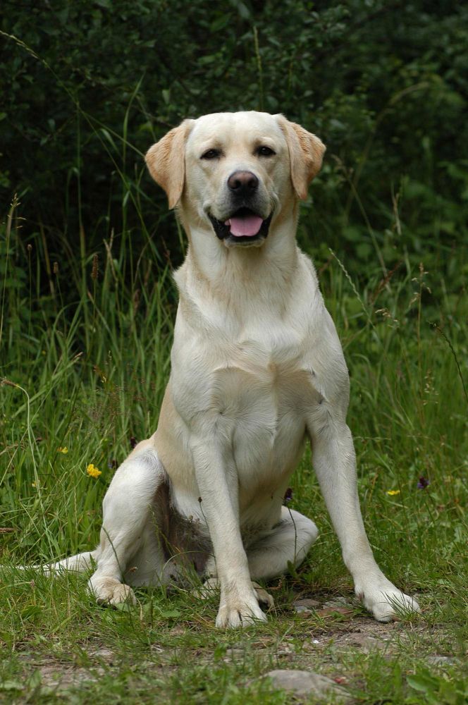 20 Energetic Dog Breeds That Will Always Choose Adventure Over the Couch