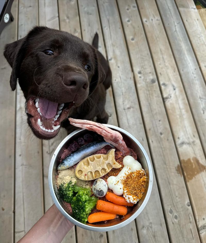 Labradors and Their Appetite