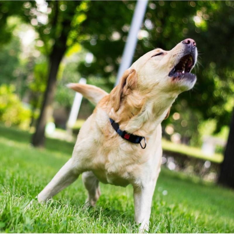 Labradors and Their Vocal Nature