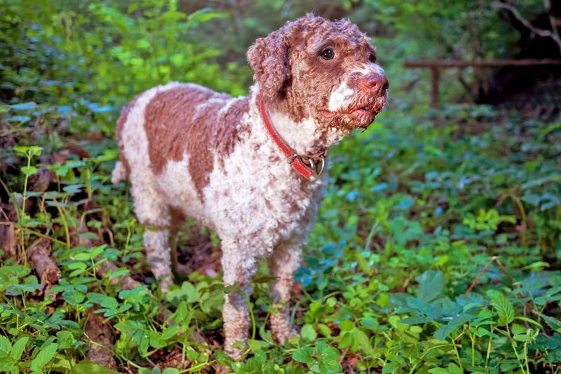 Lagotto Romagnolo