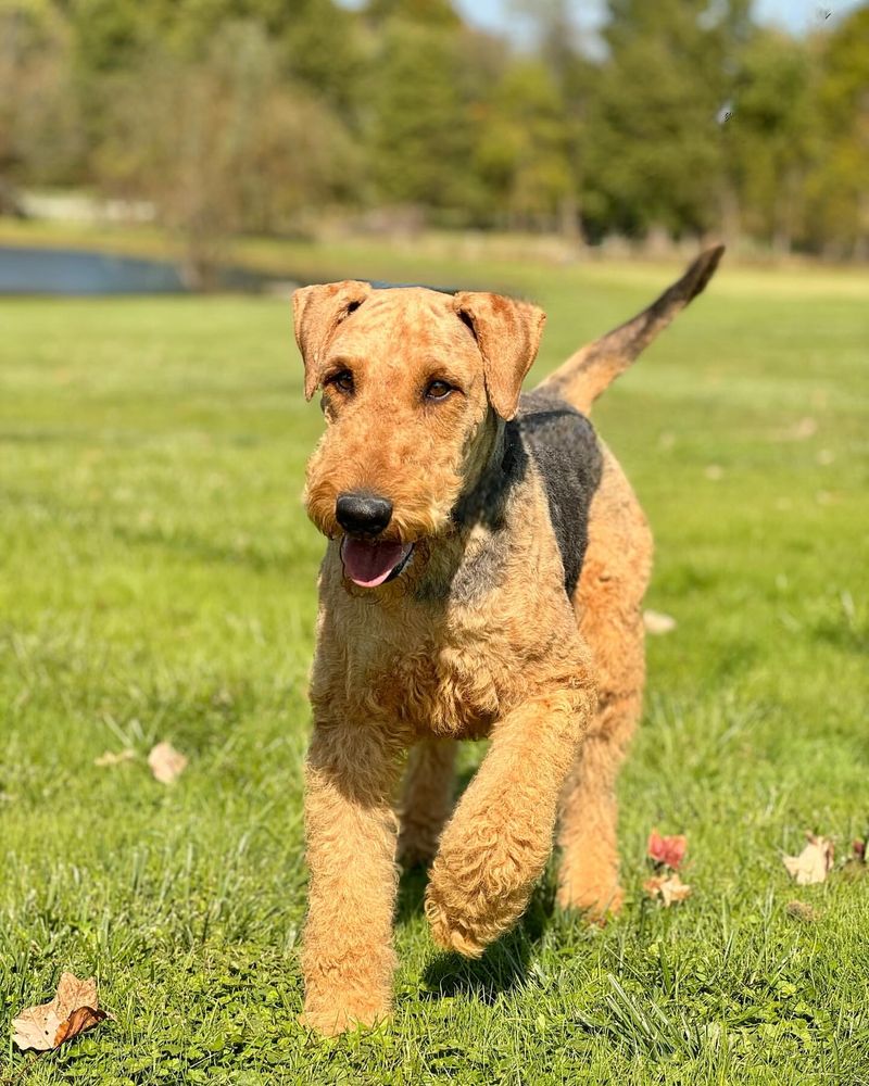 Lakeland Terrier