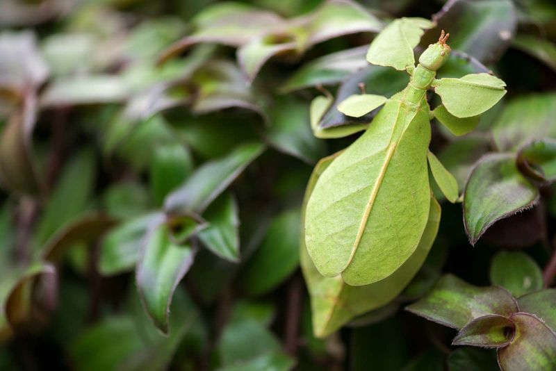 Leaf Insect