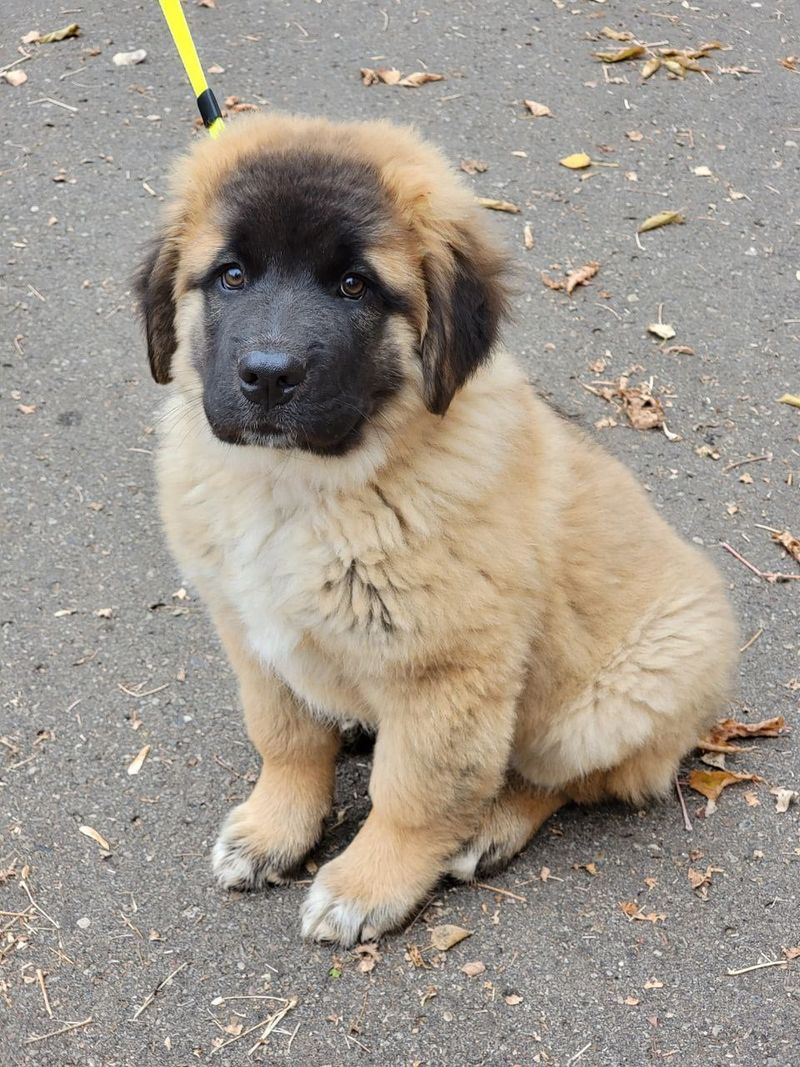 Leonberger